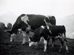 LA JEUNE FRANCE ORAN PAR RENE PONS  (384)